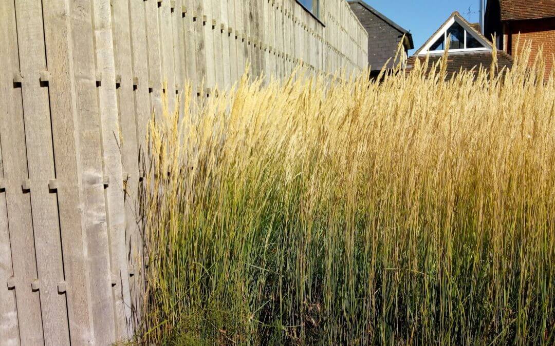 A grass for every garden