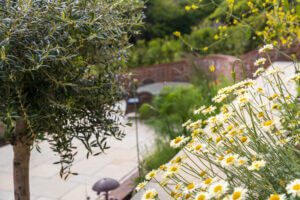 Olive Tree With Mediterranean Planting