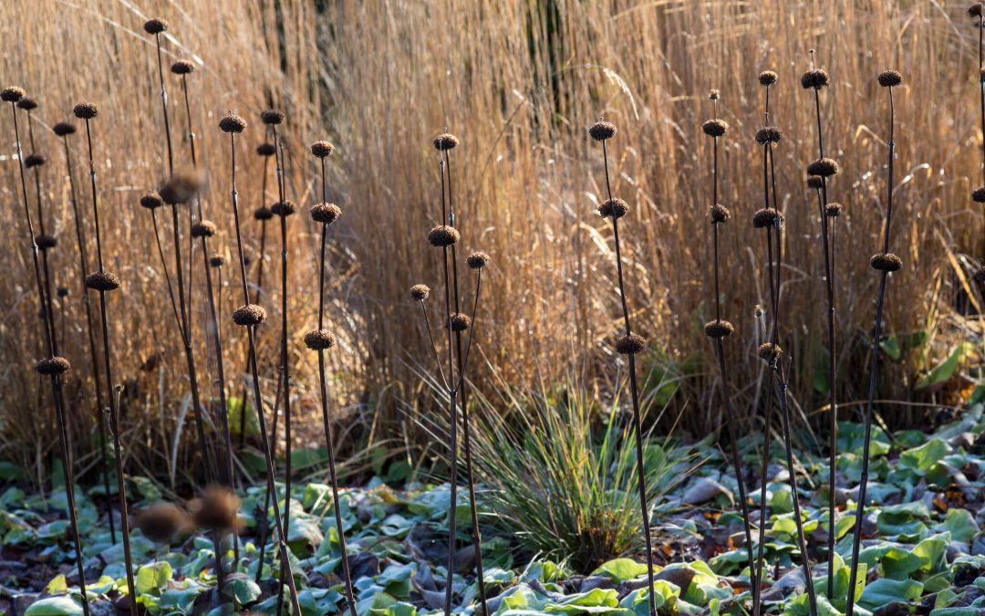 A garden for all seasons